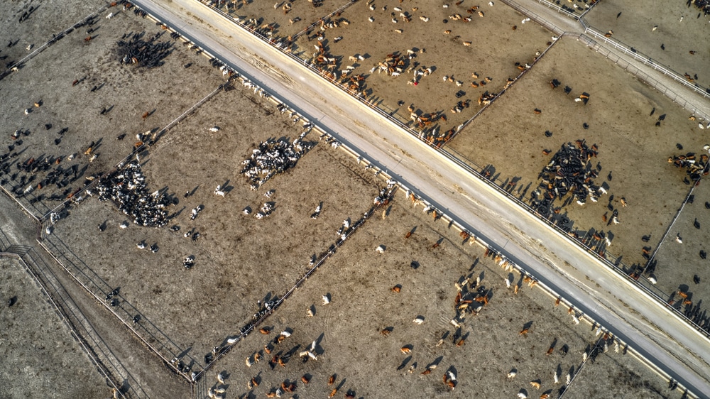 Emissions From Global Meat And Dairy Companies Rival Fossil Fuels