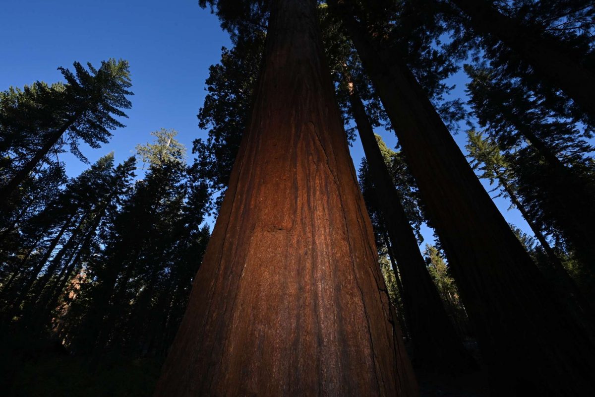 Trump Administration Eyes Deal To Give Yosemite Park Land To Realtor